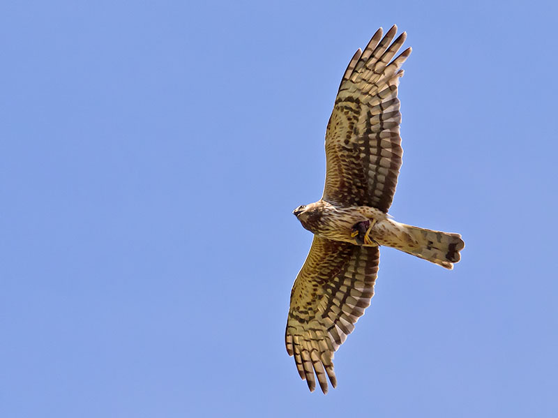 female Harrier w mouse _6172814.jpg