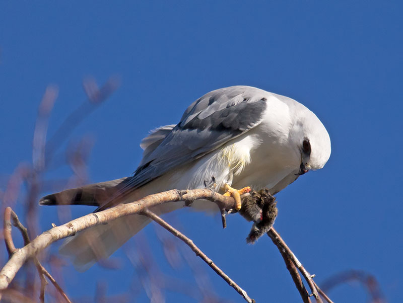 White-tailed Kite _2095965.jpg