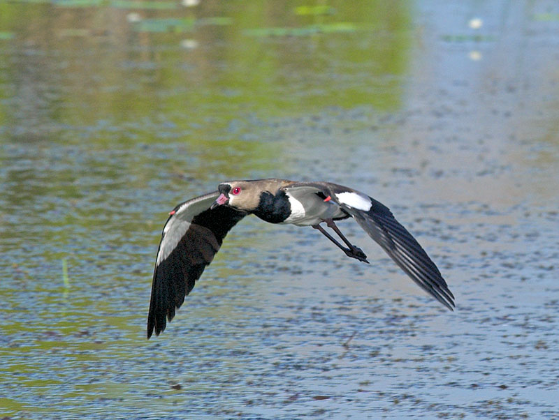 Southern Lapwing _1134500-01.jpg