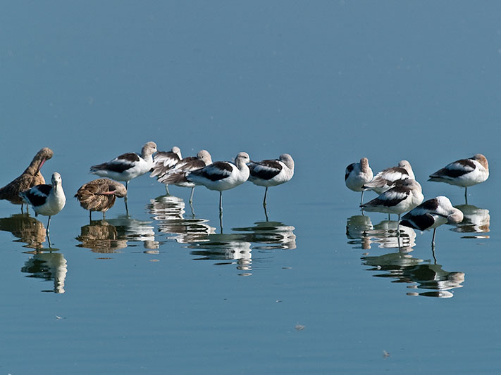 Avocets &  Marbled Godwits _8229622.jpg