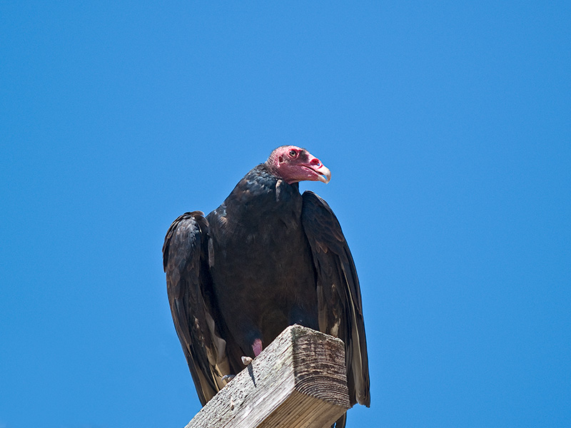 Turkey Vulture _9020596.jpg