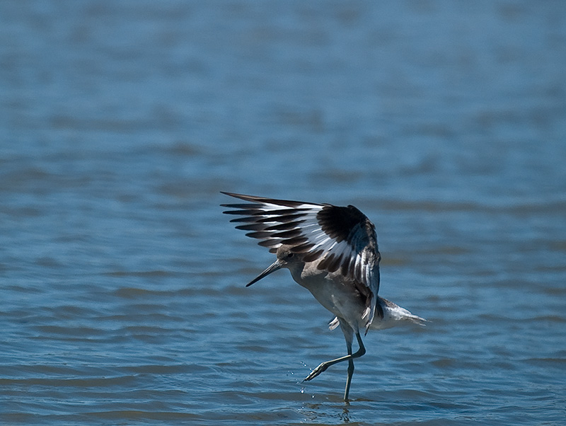 Willet landing _9020562.jpg