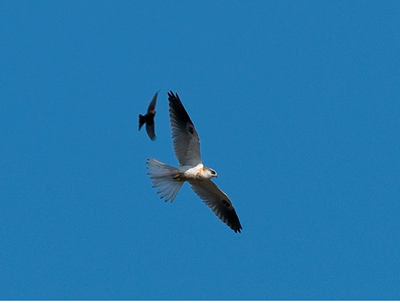 Kite and Crow _9100961.jpg