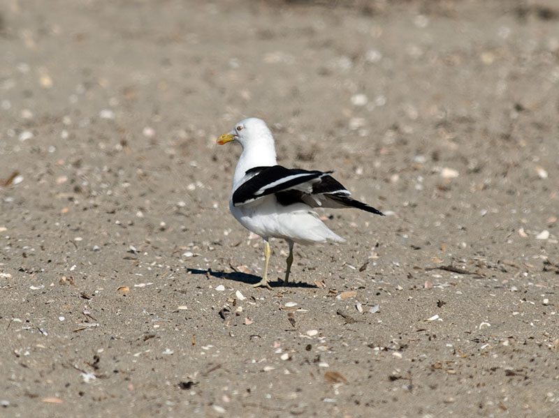 Black-backed Gull _1254827.jpg