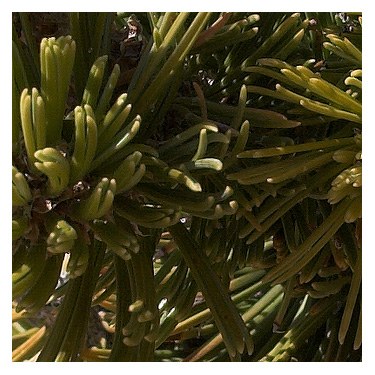 Bristlecone Pine Needles