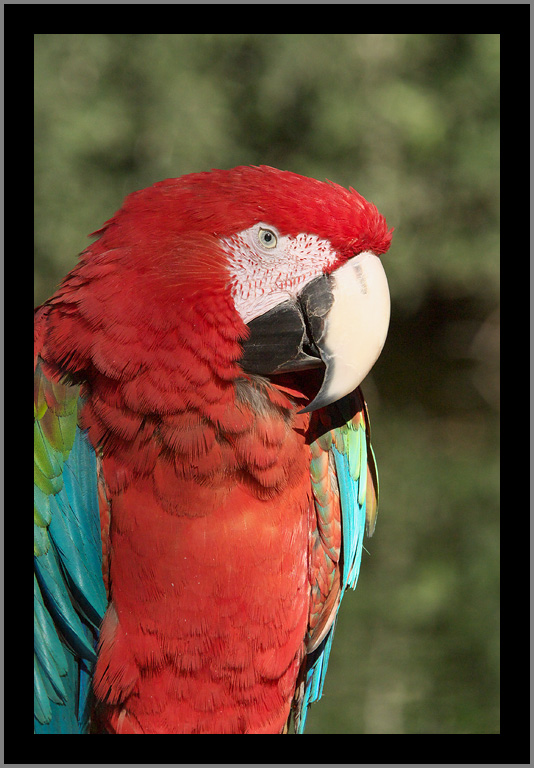 Red and Green Macaw (aka Green Winged) #2