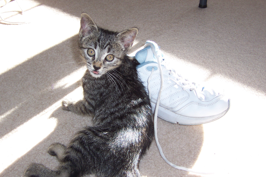 Baby Comet with Dads Stinky Shoe