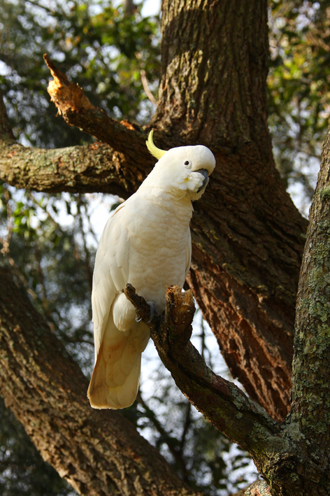 cockatoo.jpg