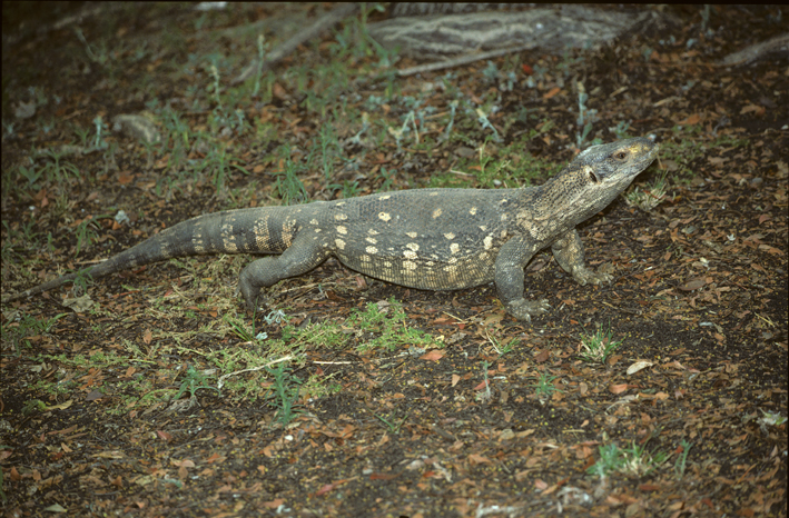 Varanus albigularis angolensis 4.jpg