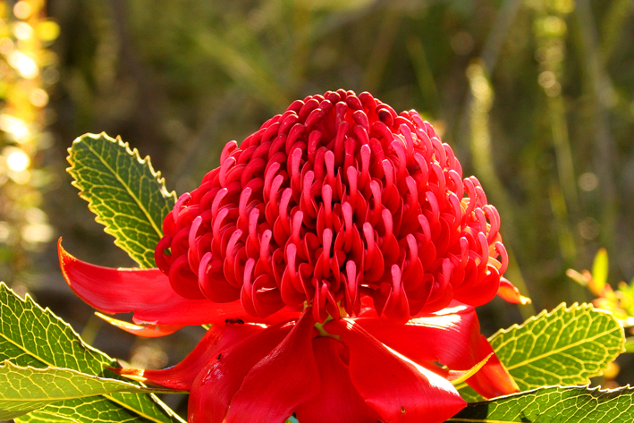 waratah lo res.jpg