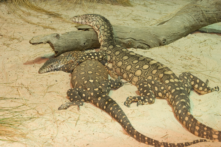 perenties cuddling.jpg
