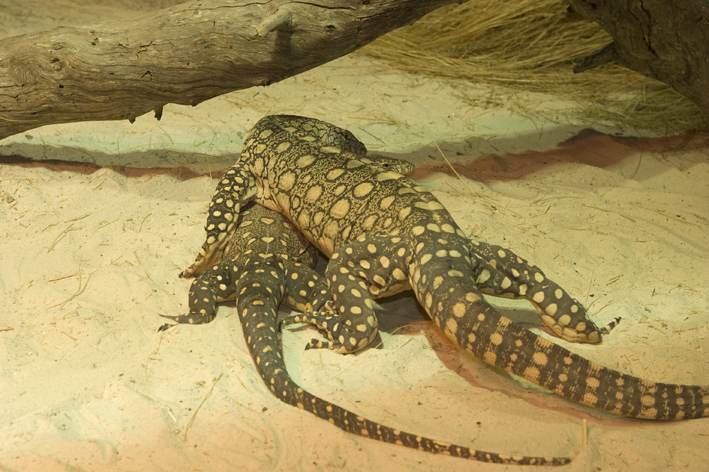 perenties mating 2.jpg