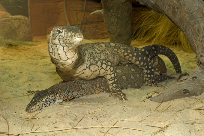 perenties mating.jpg