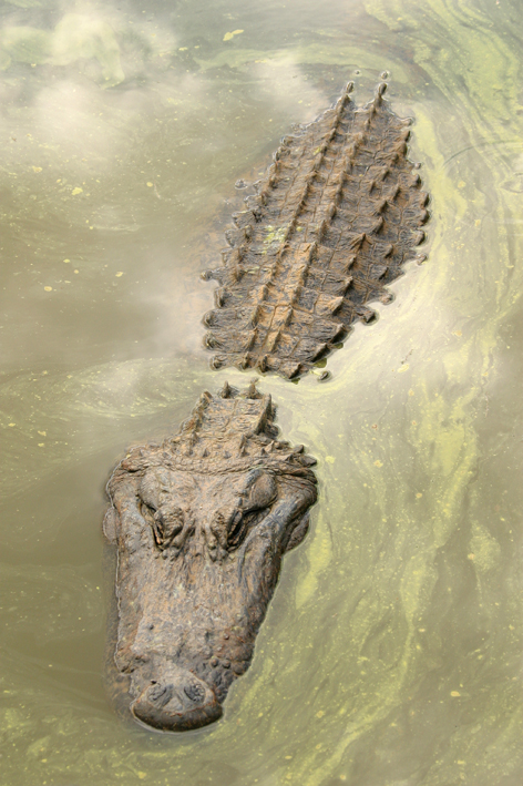 Alligator.jpg