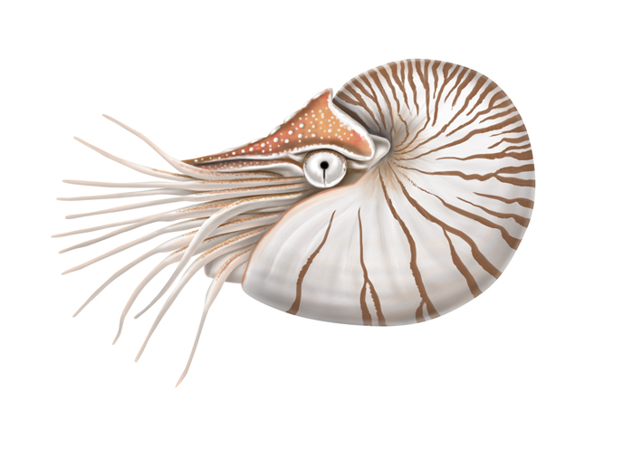 Nautilus.jpg