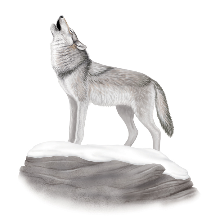 wolf.jpg
