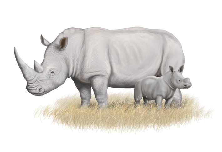white rhino and baby.jpg