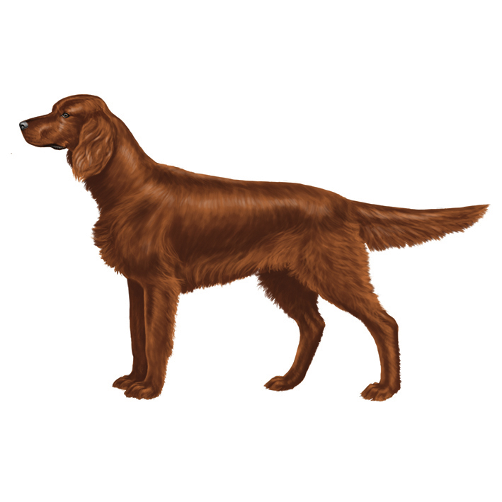 Irish setter.jpg