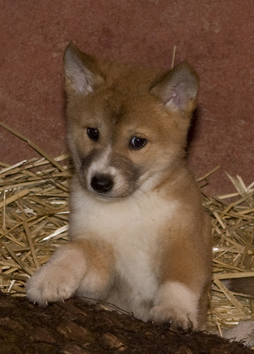 dingo_lo_res2.jpg