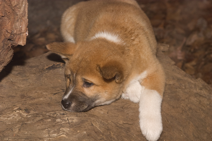 dingo_lo_res4.jpg