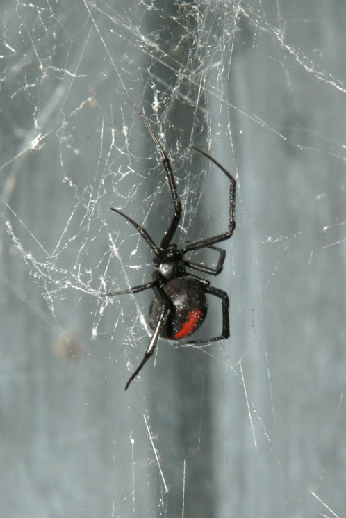 redback_lo_res.jpg