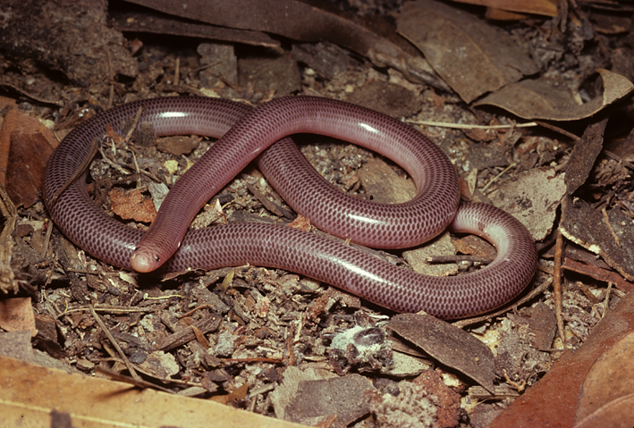 Rhamphotyphlops nigrescens.jpg
