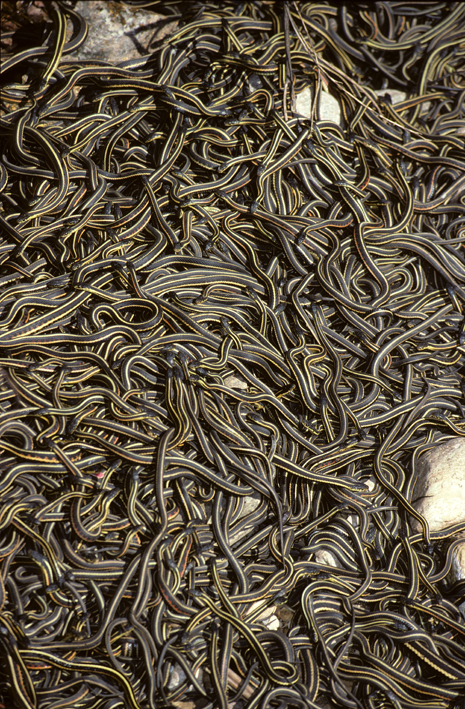 snake den 3.jpg
