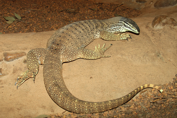 panoptes panoptes body.jpg