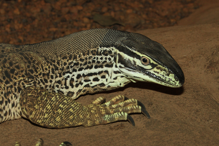 panoptes panoptes head.jpg