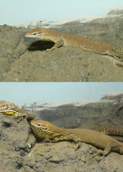 baritji comparison 3.jpg