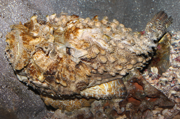 estuary stonefish lo res.jpg