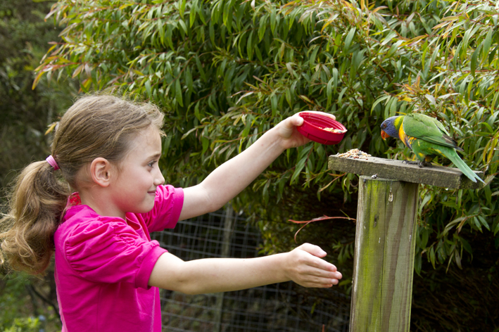 lorikeet technique.jpg