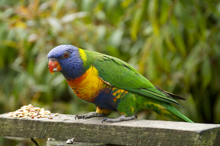 lorikeet.jpg