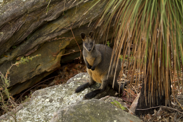 swamp_wallaby.jpg