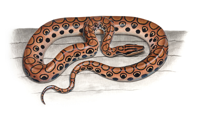 rainbow boa.jpg