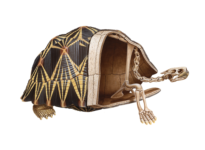 tortoise shell.jpg