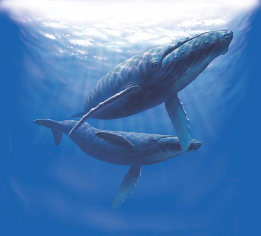 humpback full background.jpg