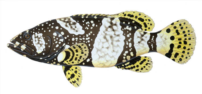 Queensland grouper.jpg