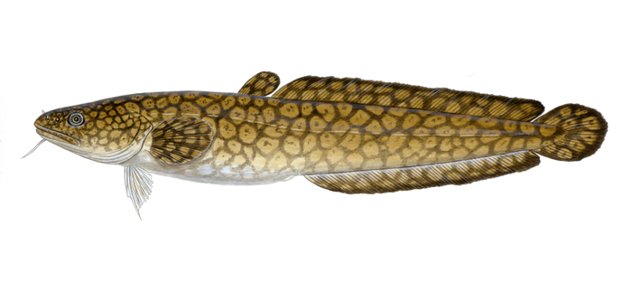 burbot.jpg