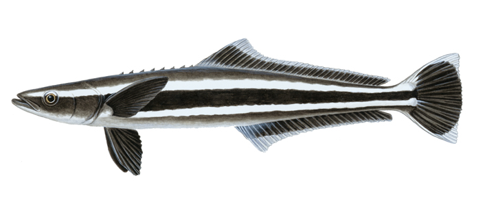 cobia.jpg