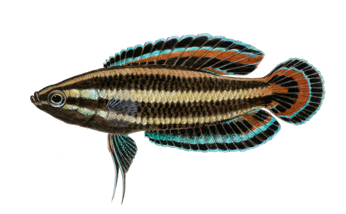 licorice gourami.jpg