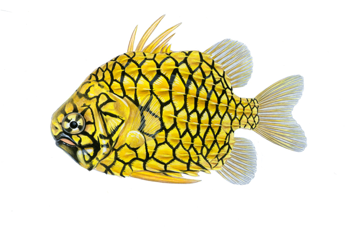 pineapplefish.jpg