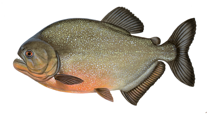 red piranha.jpg