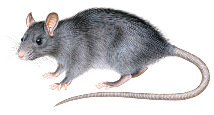 Rattus rattus.jpg