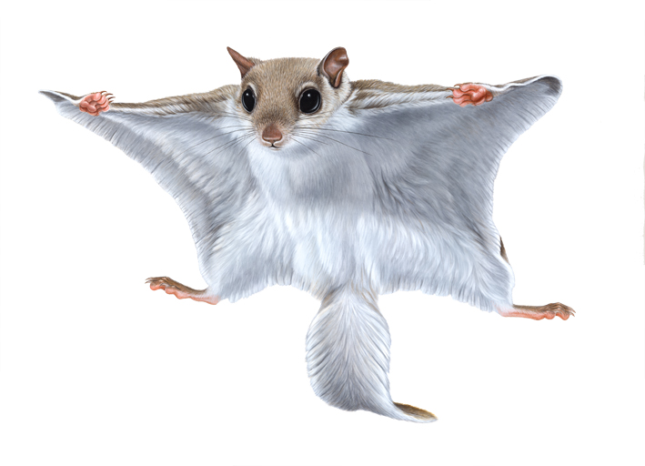 flying squirrel.jpg