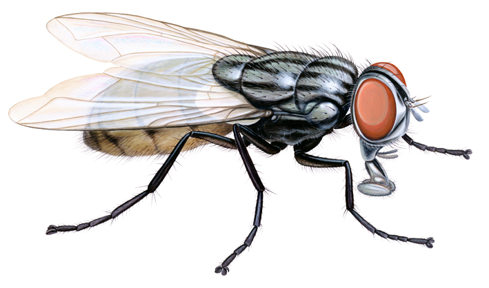 Musca domestica.jpg