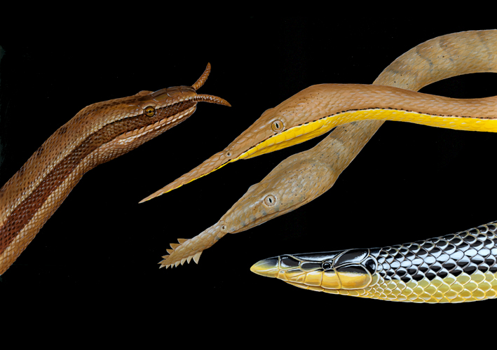 SNAKESNOUTS.jpg