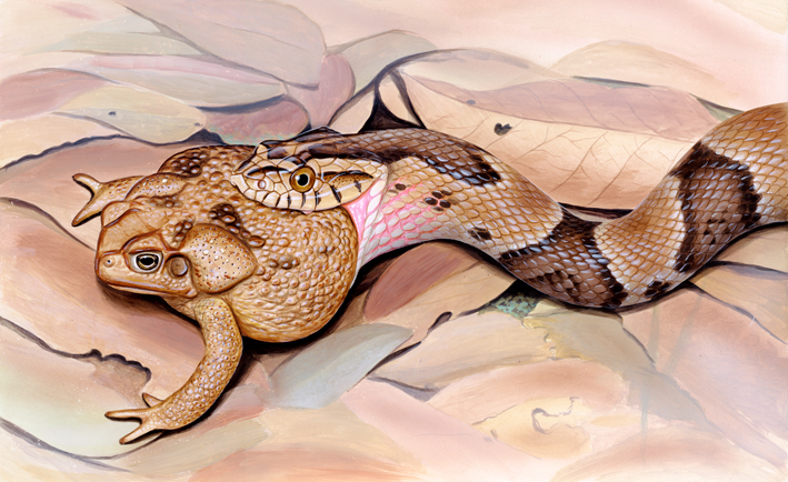 XenodonBufo.jpg