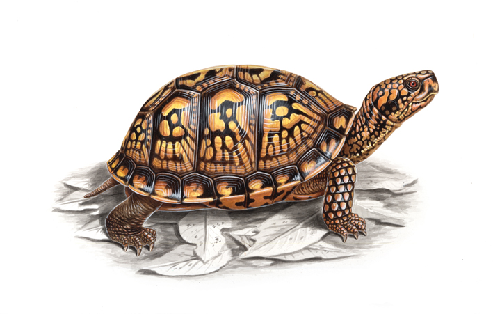ornate box turtle.jpg