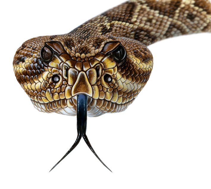 rattlesnake head with blur.jpg
